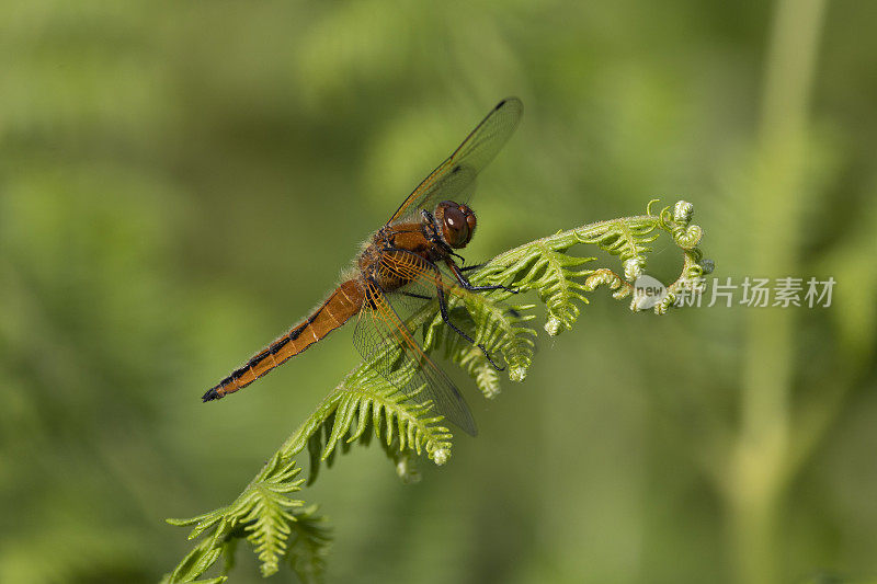 稀有的追逐者Libellula fulva